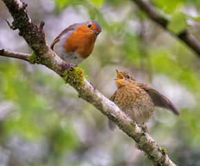 Male robin with juvenile fledgling
