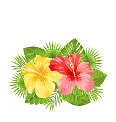 Beautiful Colorful Hibiscus Flowers Blossom and Tropical Leaves