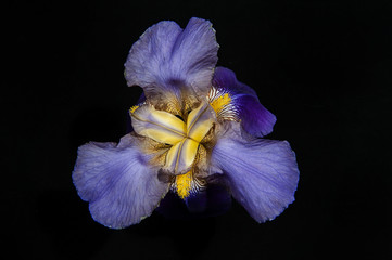 Iris 'Lent A Williamson' (Iridaceae) against a black background