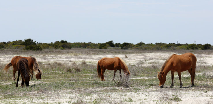 Wild Horses Of Shackleford Banks