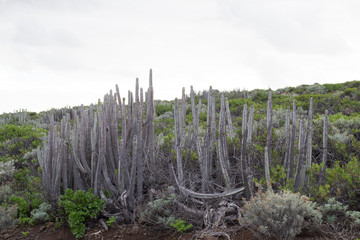 Fototapeta na wymiar Detail of a cactus variety