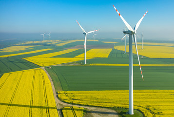 Windmills on the field