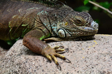 An iguana catches some rays on a rock to warm up its body.