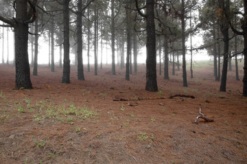 Inland Gran Canaria, foggy day