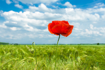 Getreidefeld mit Gerste (Hordeum vulgare) und einer Blüte der Mohnblume (Papaver rhoeas)