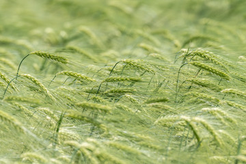 Kornfeld mit frischem Getreide der Gerste (Hordeum vulgare)