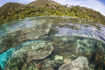 Tropical Island and Healthy Reef in Raja Ampat