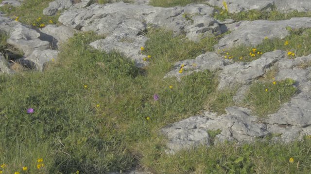 Famous Burren National Park Landscape In County Clare, Ireland, Special Area of Conservation - Flat video profile.