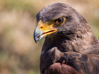 Harris's hawk (Parabuteo unicinctus)