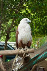 Falcon standing on a tree stump.