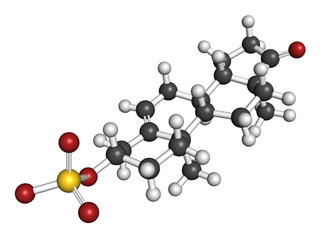 Dehydroepiandrosterone sulfate (DHEA-S) natural hormone molecule