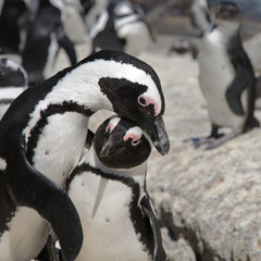 African Penguin (Spheniscus demersus), also known as the Black-footed penguin