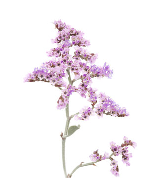Fototapeta Limonium pectinatum isolated