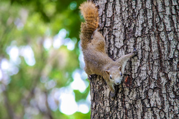 Eastern Gray Squirrel (Sciruus carolinensis)., large squirrel on the trunk of a tree on a green background., funny squirrel., curious squirrel.