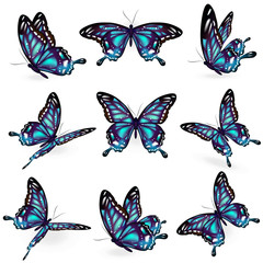 Fototapeta premium butterflies design