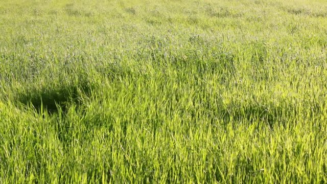 Green grass bends under a strong blow formed by a drone flying above the sight