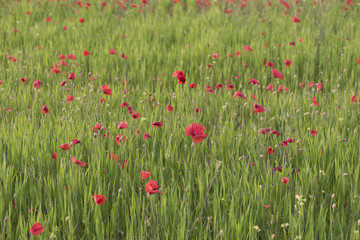 Fototapeta premium Poppy field