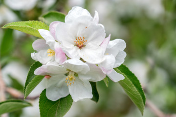 Beautiful blooming apple tree in spring