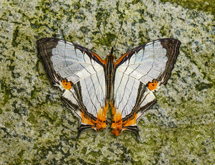 Fototapeta na wymiar Cyrestis Nivea Nivalis butterfly in a garden