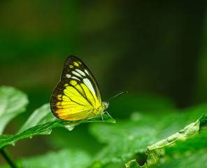 Lovely butterfly in a garden