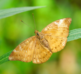 Cruiser Butterfly in a garden