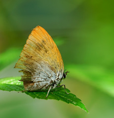 Lovely butterfly in a green garden