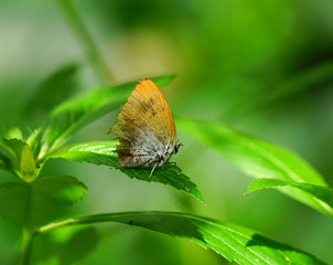 Lovely butterfly in a green garden