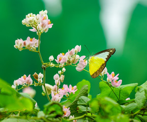 Chocolate Albatross butterfly in a garden