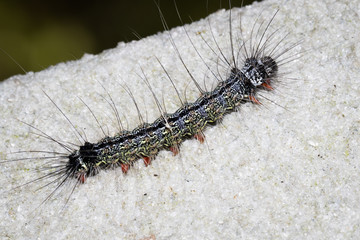 This is a photo of a caterpillar, was taken in XiaMen botanical garden, China.