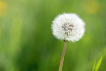Dandelion seeds in the morning sunlight