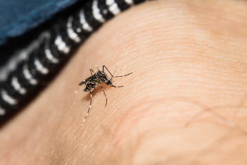 Obraz premium This is a photo of a mosquito, was taken in XiaMen botanical garden, China.