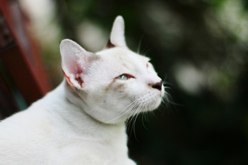 Naklejka na ściany i meble The beautiful white cat