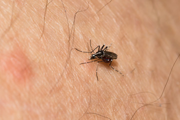 This is a photo of a mosquito, was taken in XiaMen botanical garden, China.