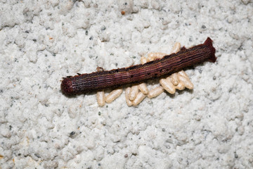 This is a photo of a worm, was taken in XiaMen botanical garden, China.