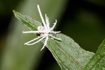 This is a photo of a spider, was taken in XiaMen, China.