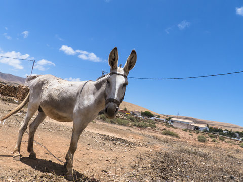 Donkey on the Canary Islands.