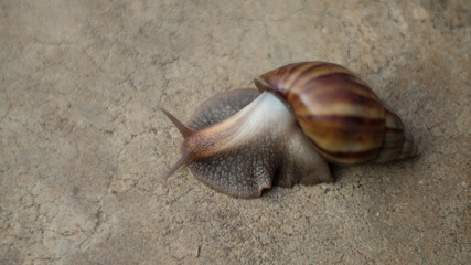 snail