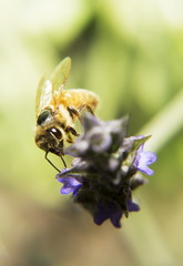 Portrait of live bee. Bee digging into a flower. The insect flies around the flower, macro photography living wildlife.