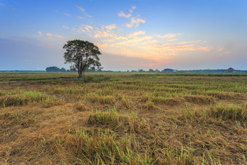 View of Paddy field at the morning