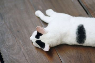 Fototapeta premium White cat