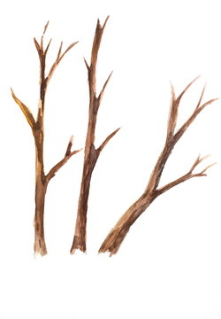 Dried trees on white