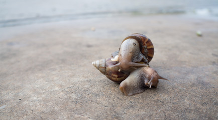 Twin snails.