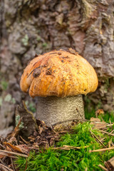 orange-cap boletus closeup