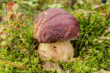 cep close up