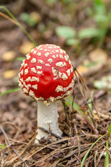 small fly agaric