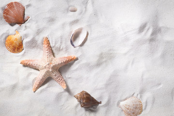 Fototapeta na wymiar Topview of sea shells with sand beach as background and copyspace. Summer concept