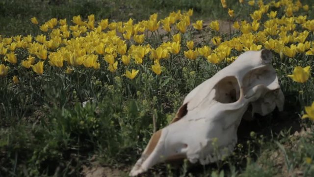 animal skull among yellow tulips, a symbol of extinction and renewal of life