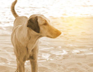street dog on the beach