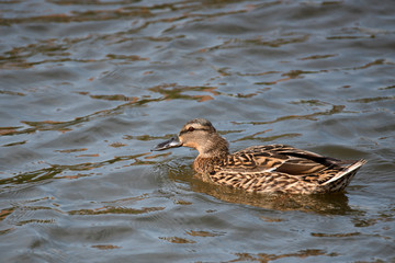 Fototapeta premium Wild duck or Anas platyrhynchos