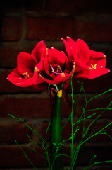 Amaryllis